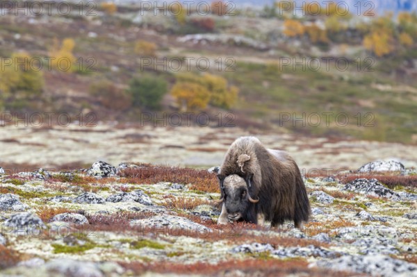 Musk ox (Ovibos moschatus), bull in autumnal tundra, Dovrefjell-Sunndalsfjella National Park,