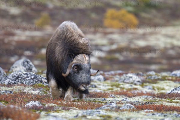 Musk ox (Ovibos moschatus), bull in autumnal tundra, Dovrefjell-Sunndalsfjella National Park,