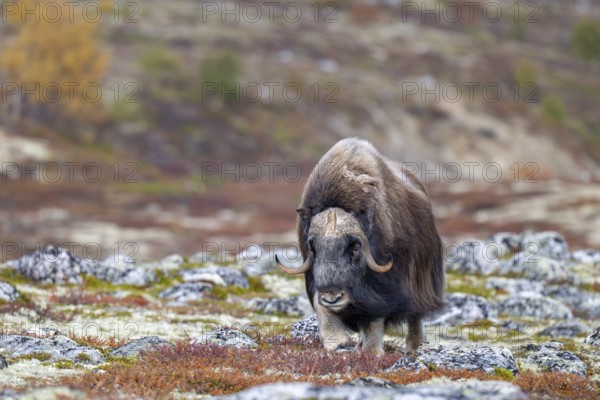 Musk ox (Ovibos moschatus), bull in autumnal tundra, Dovrefjell-Sunndalsfjella National Park,