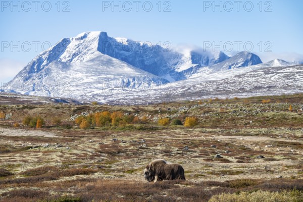 Musk ox (Ovibos moschatus), in autumnal tundra with snow-covered mountains,