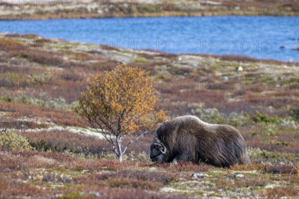 Musk ox (Ovibos moschatus), bull in autumnal tundra, Dovrefjell-Sunndalsfjella National Park,