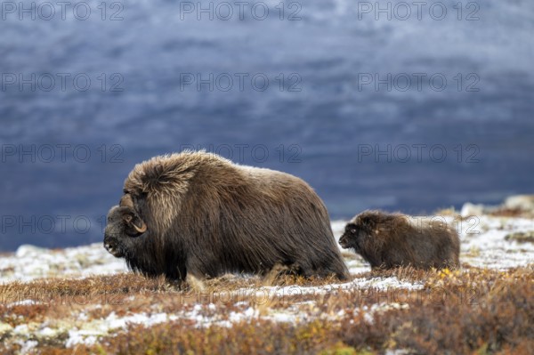 Musk oxen (Ovibos moschatus), bull with young in autumnal tundra, Dovrefjell-Sunndalsfjella