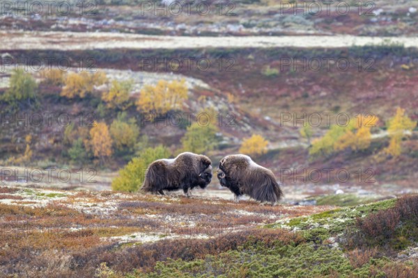 Musk oxen (Ovibos moschatus), bulls in autumnal tundra, Dovrefjell-Sunndalsfjella National Park,