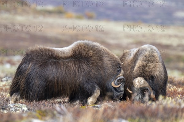 Musk oxen (Ovibos moschatus), bulls in autumnal tundra, Dovrefjell-Sunndalsfjella National Park,