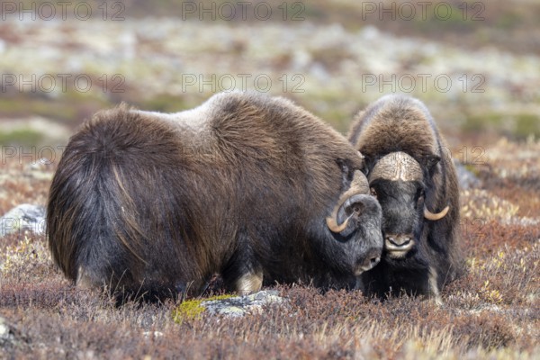 Musk oxen (Ovibos moschatus), bulls in autumnal tundra, Dovrefjell-Sunndalsfjella National Park,