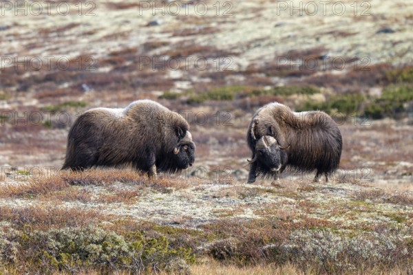 Musk oxen (Ovibos moschatus), bulls in autumnal tundra, Dovrefjell-Sunndalsfjella National Park,