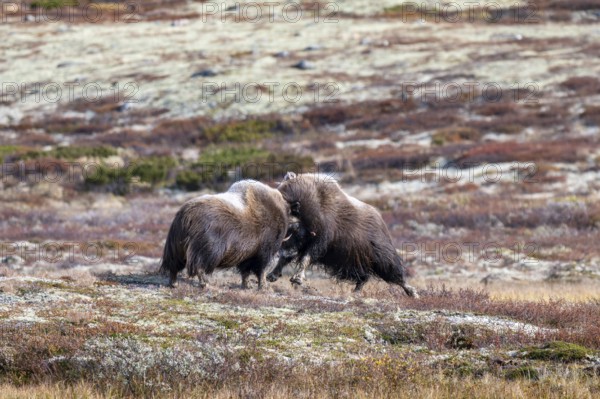Musk oxen (Ovibos moschatus), bulls fighting in autumnal tundra, Dovrefjell-Sunndalsfjella National