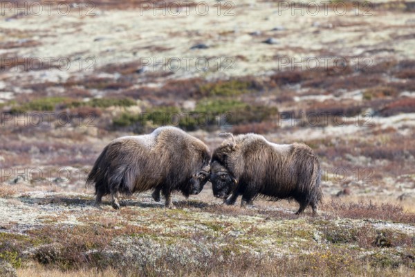Musk oxen (Ovibos moschatus), bulls fighting in autumnal tundra, Dovrefjell-Sunndalsfjella National