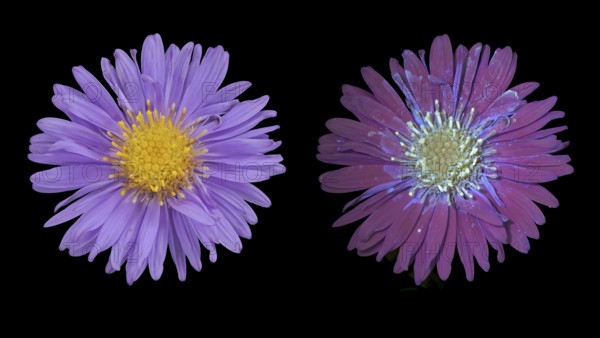 New Belgium autumn aster (Symphyotrichum novi-belgii), flower photographed with daylight and UV
