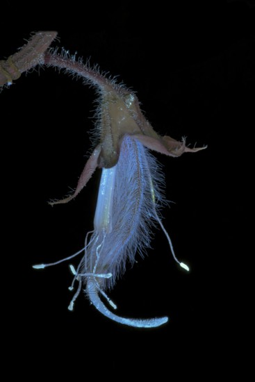 Sweet pea (Lathyrus odoratus), fragrant vetch, flowering inflorescence photographed with UV light,