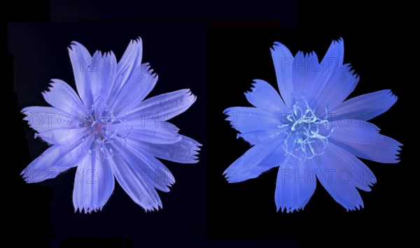 Common chicory (Cichorium intybus), common chicory, flower photographed with daylight and UV light,