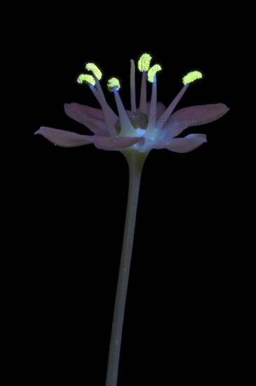 Knolau, garlic chives (Allium tuberosum), flowering inflorescence photographed with UV light,