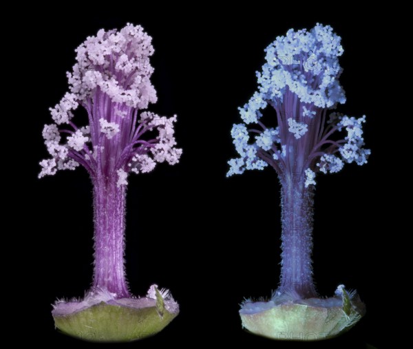 Moroccan wild mallow (Malva sylvestris subsp. Subacaulis), pollen leaves photographed with daylight