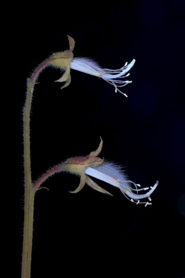 Sweet pea (Lathyrus odoratus), fragrant vetch, flowering inflorescence photographed with UV light,