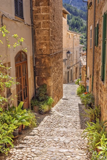 Idyllic old cobblestone alley with green plants at the house wall in a residential area a sunny