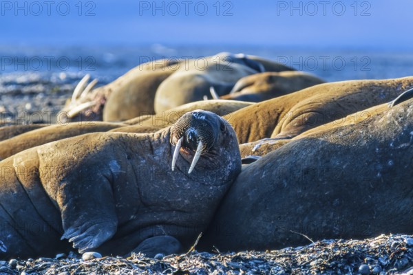 Flock of Walruses (Odobenus rosmarus) lying and resting on the beach by the Arctic Ocean, Svalbard,