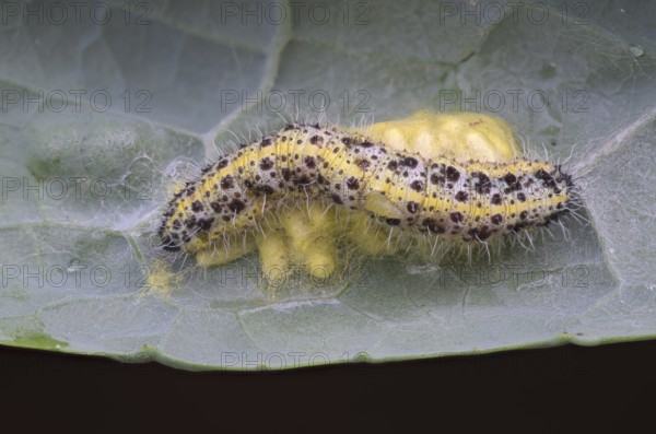 Cabbage butterfly (Pieris brassicae), caterpillar on spun-in caterpillars of the cabbage butterfly