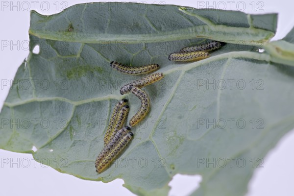 Cabbage butterfly (Pieris brassicae), caterpillar, on palm kale (Brassica oleracea var. palmifolia