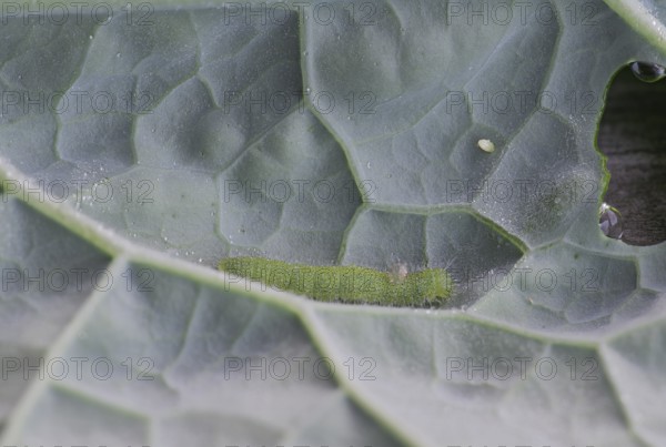 Small white (Pieris brassicae), egg, caterpillar, with parasite on palm cabbage (Brassica oleracea