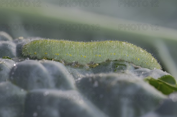 Small white (Pieris brassicae), caterpillar, on palm kale (Brassica oleracea var. palmifolia DC.),