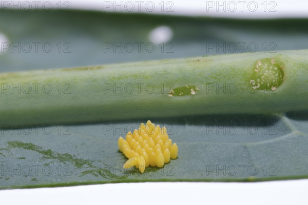 Cabbage butterfly (Pieris brassicae), eggs, on palm kale (Brassica oleracea var. palmifolia DC.),