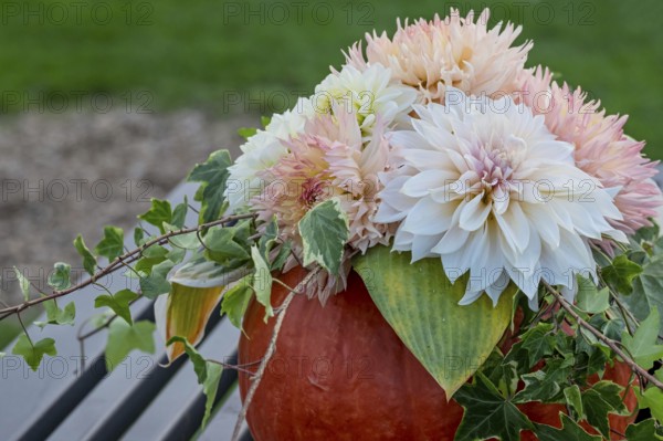 Bouquet of flowers with dahlias in a pumpkin on a metal table, Münsterland, North Rhine-Westphalia,