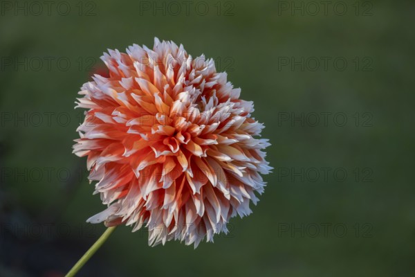 Single orange and white dahlia flower with blurred background, Münsterland, North Rhine-Westphalia,