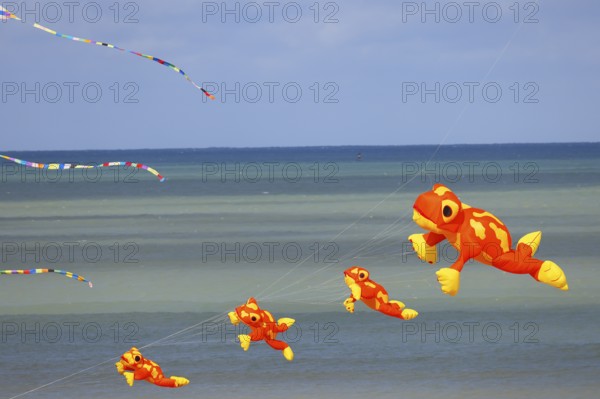 Kite festival on the beach, international kite festival, kites in the shape of frogs, Dieppe,