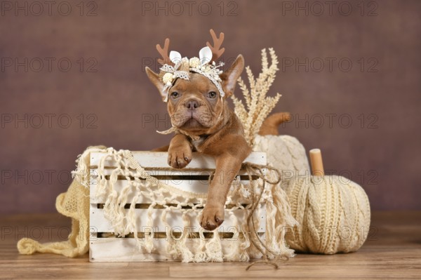 Cute French Bulldog puppy with reindeer antlers in box in front of brown background with boho style