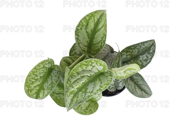 Top view of exotic 'Scindapsus Pictus Exotica' or 'Satin Pothos' houseplant with velvet texture and