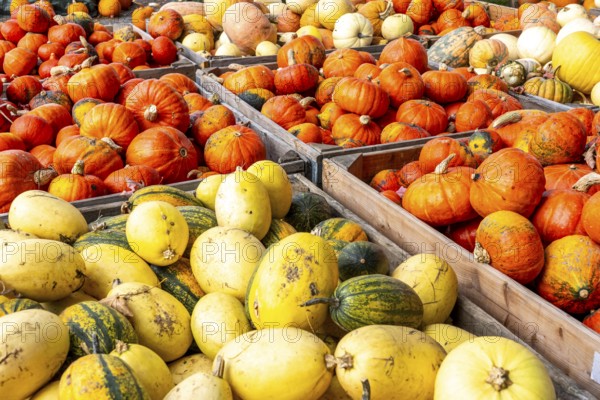 Various pumpkins, at a farm market, in autumn