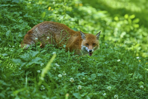 A fox crouches in a green thicket and looks ahead, red fox (Vulpes vulpes), Schleswig-Holstein,