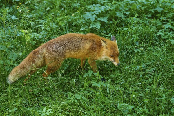 A fox moves cautiously across a lush green meadow, red fox (Vulpes vulpes), Schleswig-Holstein,