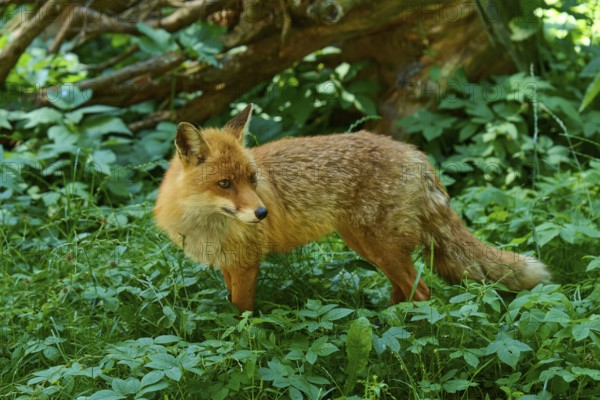 A fox stands attentively in the green undergrowth of a forest and looks to the side, red fox