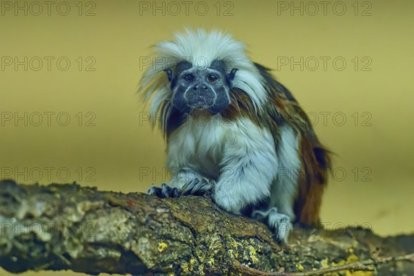 A tamarin monkey sits attentively on a tree trunk, surrounded by natural surroundings, liszt monkey