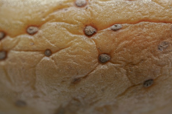 Macro photography of a Wrinkled Potato skin showing decay and texture close-up