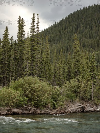 Lush greenery with the Elbow River flowing beside a dense forest under an overcast sky within Bragg