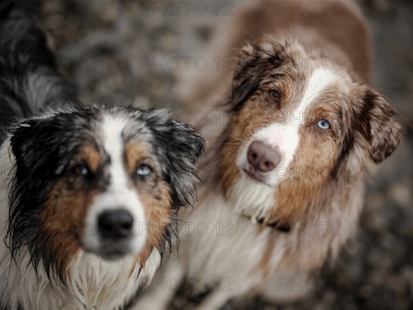 Two dogs, a Blue Merle, left and Red Merle Australian Shepherd (Canis Lupus Familiaris) with