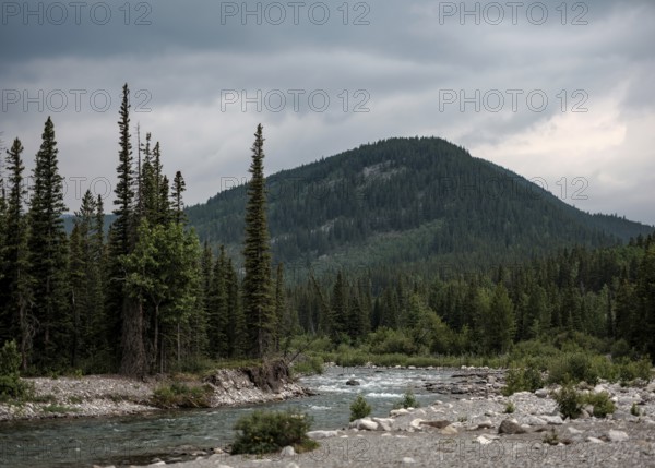 The Elbow River flows through a forest with towering evergreens and distant mountains within Bragg