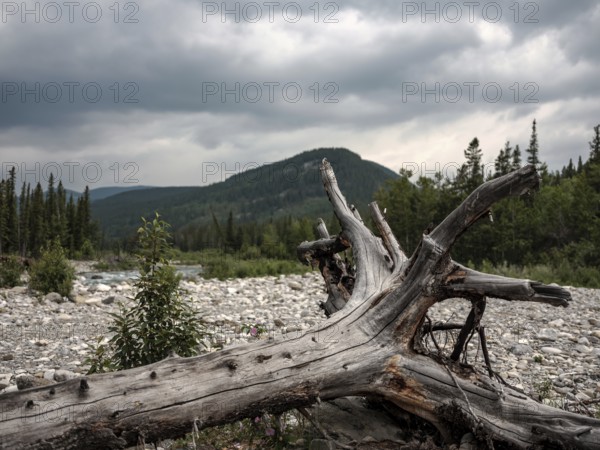 A dead tree lies on a rocky riverbed under a cloudy sky in a forested mountain area within Bragg