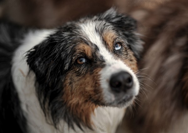 Close-up of a Blue Merle Australian Shepherd (Canis Lupus Familiaris) dog with blue eyes and wet