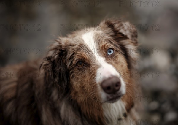 Close-up of an Red Merle Australian Shepherd (Canis Lupus Familiaris) dog with heterochromia eyes