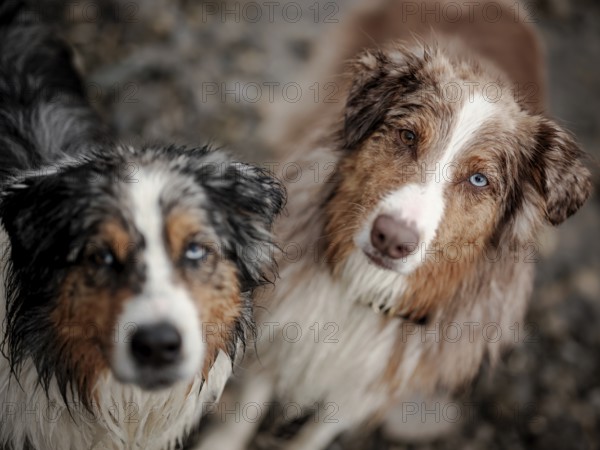 Close-up of a Blue Merle, left and Red Merle Australian Shepherd (Canis Lupus Familiaris) with