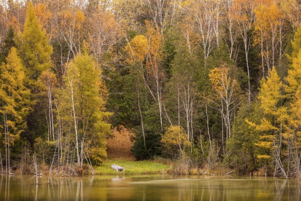 Bright autumn forest with a small pond and colorful reflections in Ottawa, Ontario, Canada, North