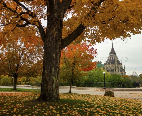Vibrant autumn tree with colorful foliage in front of the gothic style Canadian Parliament