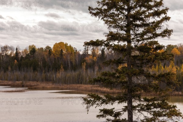 A lone pine tree by a lake with an autumn forest under a cloudy sky in Ottawa, Ontario, Canada,