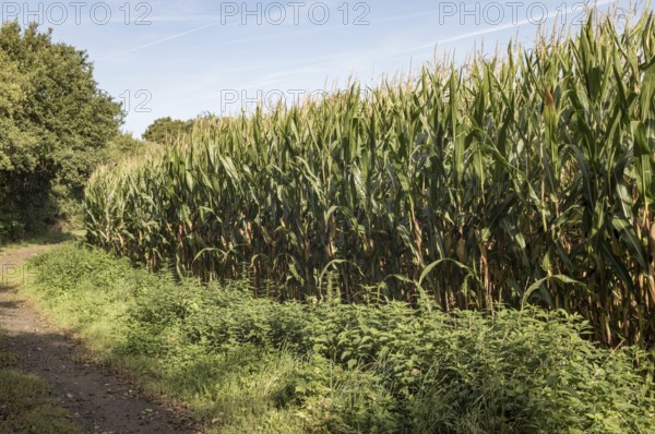 Borken, NRW, Germany, Corn maize crop plants growing in a green field with a dirt path under a blue