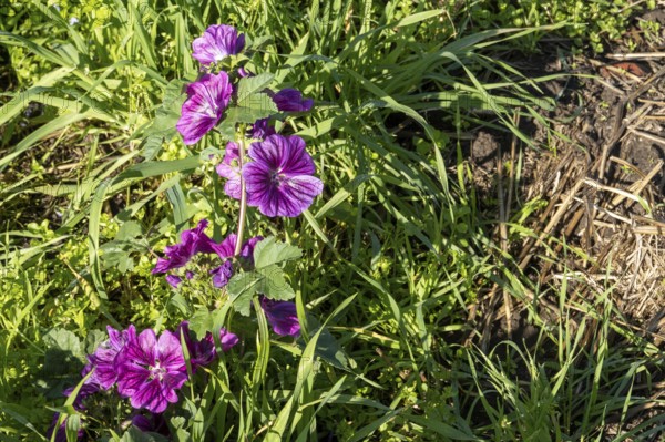 Borken, NRW, Germany, Common mallow plant showing purple flowers among green foliage in springtime