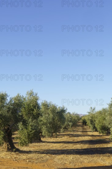 Olive trees growing in neat rows, creating a perspective towards the horizon under a clear blue sky