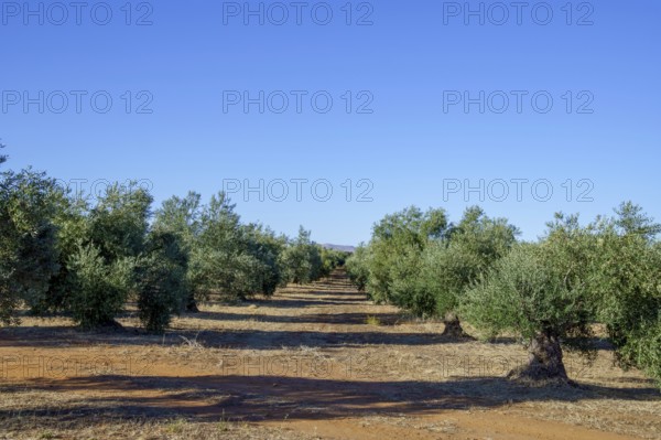 Olive trees growing in rows on an agricultural farm under a bright sunny sky in ronda, malaga,